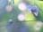 【8月上旬から咲く花】ふわふわ＆淡い色合いが幻想的… “森の妖精” レンゲショウマ「鼻曲山」レポート！  群生地の注意点もの画像006