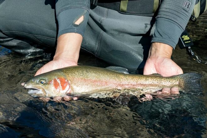 禁漁期がない！  一年中自然渓流釣りができる！  釣れるのはビッグトラウトオンリー！？ 【2021年11月】富士川水系・芝川C&R＜静岡県・富士宮市＞の画像007