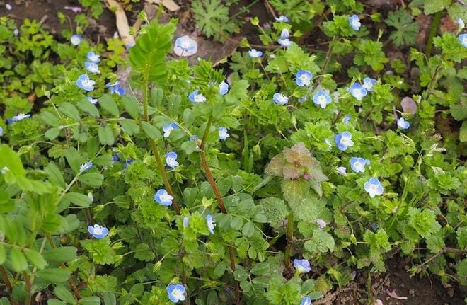 キャンプデビューの最適シーズンは「春」！  30年以上キャンプを楽しむライターが教える「10の魅力」と失敗しないための「3つの注意すべきこと」の画像001