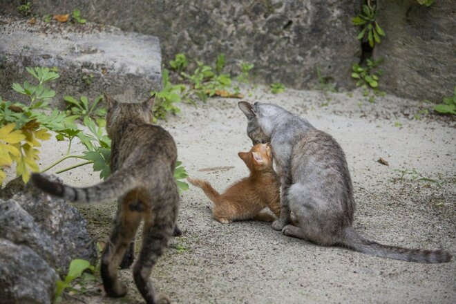 福木に囲まれた昔ながらの赤瓦の屋敷が点在する“沖縄でいちばん遠い島”へ【琉球島猫百景 vol.04　渡名喜島〈1〉～島猫が島猫らしく生きる島」】の画像008