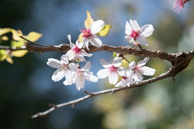 【首都圏近郊】まだ間に合うお花見登山「西丹沢・畦ヶ丸山」は桜だけじゃない欲張りプランを楽しめるんです！の画像014