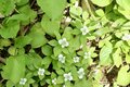 これだけは覚えたい「高山植物」11選！ 「よく見かける＆特徴的な色・形」記憶に残りやすい花！【知ると登山がより楽しくなる】の画像007
