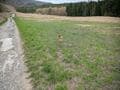 【愛犬と登山を楽しみたい】目標「岩木山」前に軽く練習のつもりが「まさか…」 中高年・犬と一緒の山歩きで気を付けたいこと「実体験レポ」の画像002