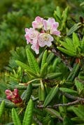 梅雨に逆戻り！？ 高山植物を愛でる山歩き！ ニッコウキスゲ咲き乱れる北アルプス・唐松岳〈長野県〉2022年の画像007