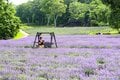 涼風とラベンダーの香りに包まれる世界！  標高1,300mの玉原高原に現れたフォトジェニックスポット「たんばらラベンダーパーク」へ 【2024年 群馬県】の画像001