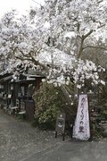 【花巡り】南関東最大級の「カタクリの群生地」で紫色のじゅうたんと早春の花を満喫！  “数万株に一つの貴重なシロバナカタクリも”【神奈川県 2025年】の画像003