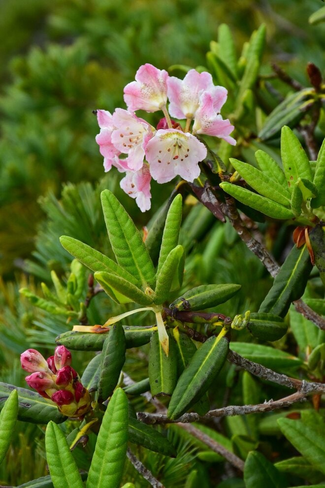 梅雨に逆戻り！？ 高山植物を愛でる山歩き！ ニッコウキスゲ咲き乱れる北アルプス・唐松岳〈長野県〉2022年の画像007