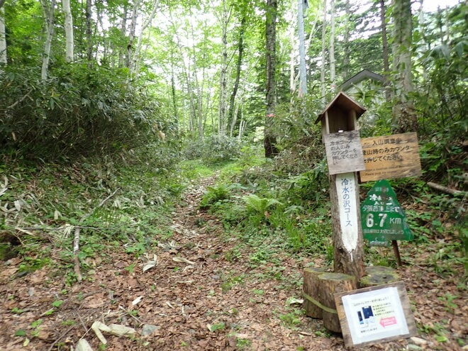 【花の百名山】固有種の花を見るために、林道ゲートオープンと共に夕張岳へ！  2025年・北海道の画像008