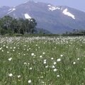 “まるっと楽しむ 尾瀬の山歩き” vol.2【群馬県 片品村】入山者数は最多！ 尾瀬の玄関口「鳩待峠」 憧れの木道歩き「尾瀬ヶ原」や高山植物の宝庫「至仏山」へアクセス良好！の画像005