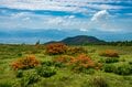 【おすすめ穴場】レンゲツツジの名所 “五味池破風高原”「一面に広がる草原にオレンジのコントラストが鮮やか！」“破風岳”下山後は名物ジンギスカンに舌鼓！ 2022年6月・長野県須坂市の画像014