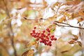 この秋に行きたい！ 至極の紅葉登山【第4回】錦秋に染まる越後の名峰「越後駒ヶ岳」「巻機山」、一ノ倉沢の大岩壁「谷川岳」絶景紅葉の画像006