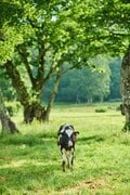 本格シーズンイン前に知ってて差がつく「暑い日にこそ狙いたい絶景キャンプ場」3選【絶景キャンプ場ガイド-言葉を失うほどの風景に会いに行こう- vol.10】の画像010
