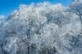 「ブナの森に咲く雪の花」が美しすぎるとSNSで話題！  標高差789ｍを最新型ゴンドラで「霧氷の世界」へ！  信州・野沢温泉スキー場【2021・初冬】の画像004