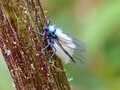 夏になると植物につく「白い綿」の正体とは？  生き物に見えない不思議な姿の虫たち【あなたのすぐそばにいる「季節の虫」の探し方 vol.8】の画像006
