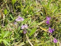 楽しいのは景色だけじゃない！  雪解けと共に始まる、高山植物の「開花ラッシュ」 登山に行くなら見なきゃ損する「高山植物」5選