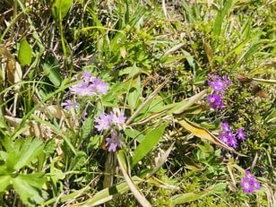 楽しいのは景色だけじゃない！  雪解けと共に始まる、高山植物の「開花ラッシュ」 登山に行くなら見なきゃ損する「高山植物」5選