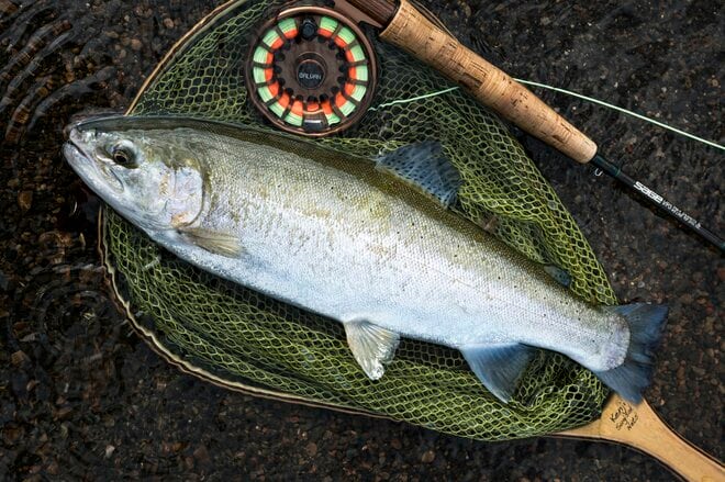 【渓流釣り】難しいほどに夢中になる釣り人の性！  流れに見え隠れする魚体、疑り深いニジマスをどうにか釣りたい一心で2週連続の長距離移動「鮎沢川冬季キャッチ&リリース」 静岡県｜2025年の画像008