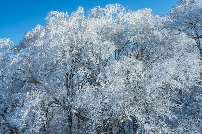 「ブナの森に咲く雪の花」が美しすぎるとSNSで話題！  標高差789ｍを最新型ゴンドラで「霧氷の世界」へ！  信州・野沢温泉スキー場【2021・初冬】の画像004