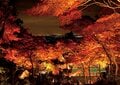 この秋に行きたい！ 至極の紅葉登山【第6回】初心者から上級者まで大満足！ 関東屈指の日帰り可能な名山「那須岳・男体山・筑波山・赤城山」の画像009