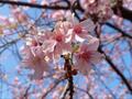 2月の “早咲き” 河津桜＆相模湾の展望で人気！  三浦半島最高峰・標高214ｍ「大楠山」登山レポ！  山頂まで約1時間半の絶景低山【神奈川県横須賀市】の画像003