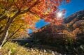 【松川渓谷】紅葉に彩られた赤い橋 “高井橋” から見る絶景！ 信州高山温泉郷・上信越国立公園 2022年の画像008