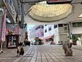 リニューアルされた今では懐かしい「那覇市第一牧志公設市場」風景……「マチグヮーは島猫ラビリンス」【琉球島猫百景 アーカイブ #12／沖縄県那覇市】の画像002