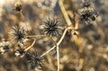 「私をどこかに連れてって」アウトドアは “バカ” がいっぱい！  厄介な “ひっつき虫”【センダングサ】の驚異に迫る《自然観察》の画像010
