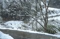  雪のなかじっと春を待つ黄色い妖精！ 「幸せを招く」フクジュソウの群落へ・2022年3月下旬【長野県】の画像001