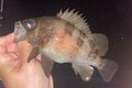 流行中のメバル釣り「メバルプラッギング」の最重要ポイントは「アクション」！  基本の「3つの誘い方」とは？の画像001