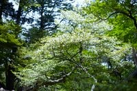 新緑の秘境「深南部」へ…純白「シロヤシオ」のトンネルを求めて【南アルプスの日々 vol.4】