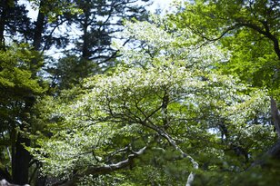新緑の秘境「深南部」へ…純白「シロヤシオ」のトンネルを求めて【南アルプスの日々 vol.4】