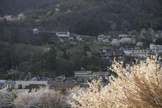 観測史上最速！ 驚愕のスピード！ 「開花からたった2日で満開となった桜が魅せる景色」 善光寺北側・長野市のお花見スポット・城山公園 2022年の画像006