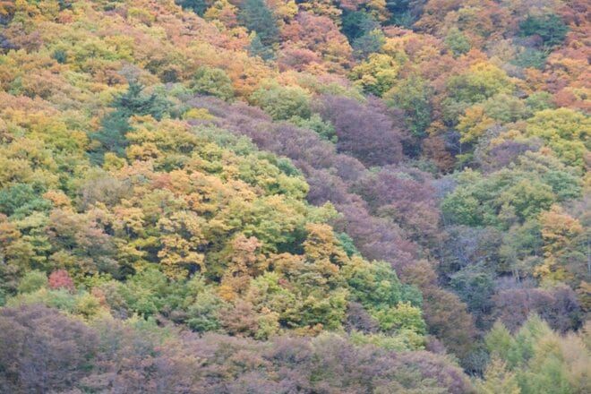 「八ヶ岳×紅葉×秘湯×高原グルメ」の贅沢プラン！  11月の ”おすすめドライブコース国道141号線” が紅葉の最盛期の画像004