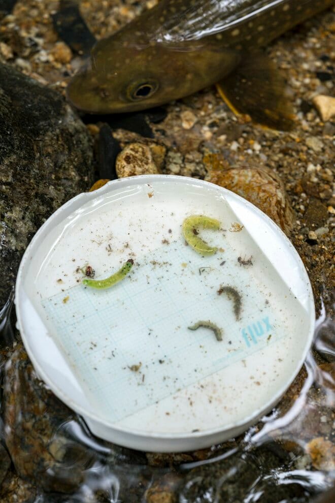 【渓流釣り】そぼ降る雨にしっとりと濡れた渓 「濃い魚影、しかも高活性だけどスレスレのイワナたちにドキドキのフライフィッシング！」 長野県｜2026年の画像006
