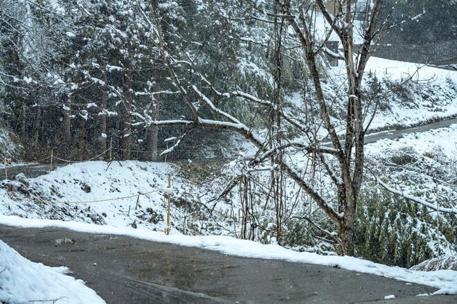  雪のなかじっと春を待つ黄色い妖精！ 「幸せを招く」フクジュソウの群落へ・2022年3月下旬【長野県】の画像001