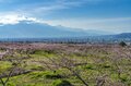 フルーツ王国・山梨の春はピンク色！ 桜から桃の花へ！ 開花ラッシュで花見に大忙しの “桃源郷” 甲府盆地【山梨県】2022年の画像003
