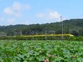 【ラストチャンス！】夏を彩るハスの花とドクターイエローのコラボレーション ～ “開店を待てない” せっかちなミツバチたち ～ 神奈川県｜2026年の画像007