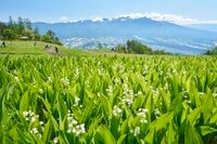 富士見パノラマリゾートにて「120万本のすずらん祭り」が6月22日まで開催中! 高原リゾートで “可憐なすずらんと八ヶ岳”のコラボレーションを楽しもう【長野県富士見町】