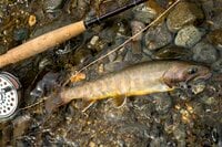 「黄金色のイワナが雪解けの流れに踊る」 志賀高原を流れる雑魚川で解禁日フライフィッシング・ルポ 【長野県下高井郡山ノ内町】2024年