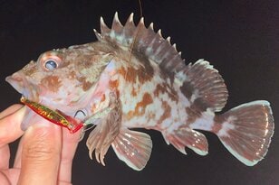 ダイソーの最強コスパルアー「メタルジグマイクロ」で人気ターゲットのカサゴを狙ってみた結果……驚きの外道も釣れた？