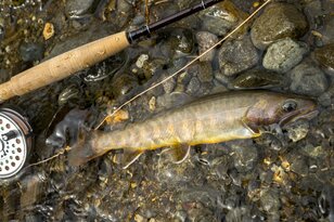 「黄金色のイワナが雪解けの流れに踊る」 志賀高原を流れる雑魚川で解禁日フライフィッシング・ルポ 【長野県下高井郡山ノ内町】2024年