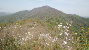 『日本百名山』が生まれた山！ 絢爛「シャクナゲ街道」と春の稜線歩き「深田久弥」ゆかり 石川県加賀市「富士写ヶ岳」登頂レポ