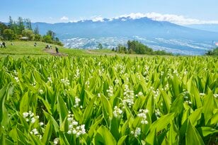 富士見パノラマリゾートにて「120万本のすずらん祭り」が6月22日まで開催中！  高原リゾートで “可憐なすずらんと八ヶ岳”のコラボレーションを楽しもう【長野県富士見町】