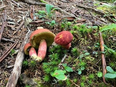 Midwinter ミッドウィンター　Toadstools 毒キノコ　プレート Midwinter ミッドウィンター Toadstools 毒キノコ プレート