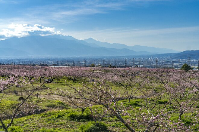 フルーツ王国・山梨の春はピンク色！ 桜から桃の花へ！ 開花ラッシュで花見に大忙しの “桃源郷” 甲府盆地【山梨県】2022年の画像003