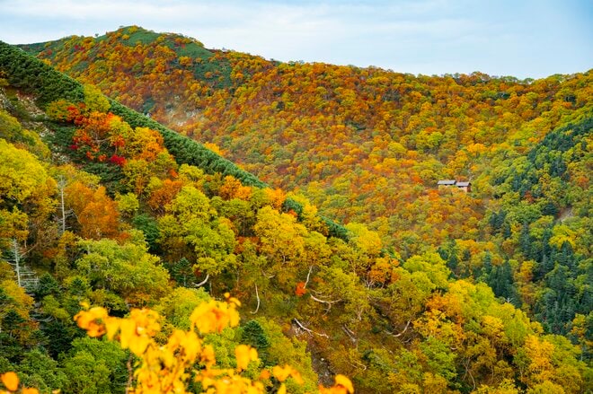 【登山】ここ数年で一番の美しさ「南アルプスの貴公子と女王の山岳紅葉」 日本の1-2-3位の高峰を望む  南アルプス・2025年の画像014