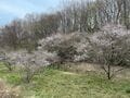 多摩にだけ自生する絶滅危惧種・幻の野生桜「タマノホシザクラ」が満開！ 都立公園にひっそりと咲く清楚な早咲き桜を見に行く【2023年・東京都】の画像009