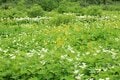 【花便り】高層湿原でお花見トレッキング！  木道ギリギリまで咲き誇るニッコウキスゲやコバイケイソウの中を歩こう！【長野県栂池自然園】の画像007