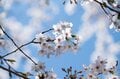 【こんな贅沢な山は他にない！】お花見ハイキングの名所「光城山」のお出かけ前に押さえるべきポイント解説の画像009