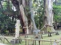 車窓からは絶景の連続！  四国山地を越える「土讃線」おすすめ「途中下車」スポット3の画像004